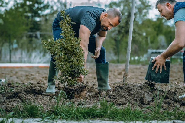 Reliable Southwest Ranches, FL Tree Service Solutions